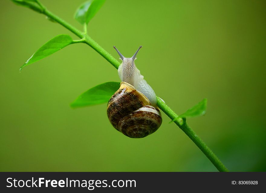 Brown and Gray Snail on Green Plant Branch
