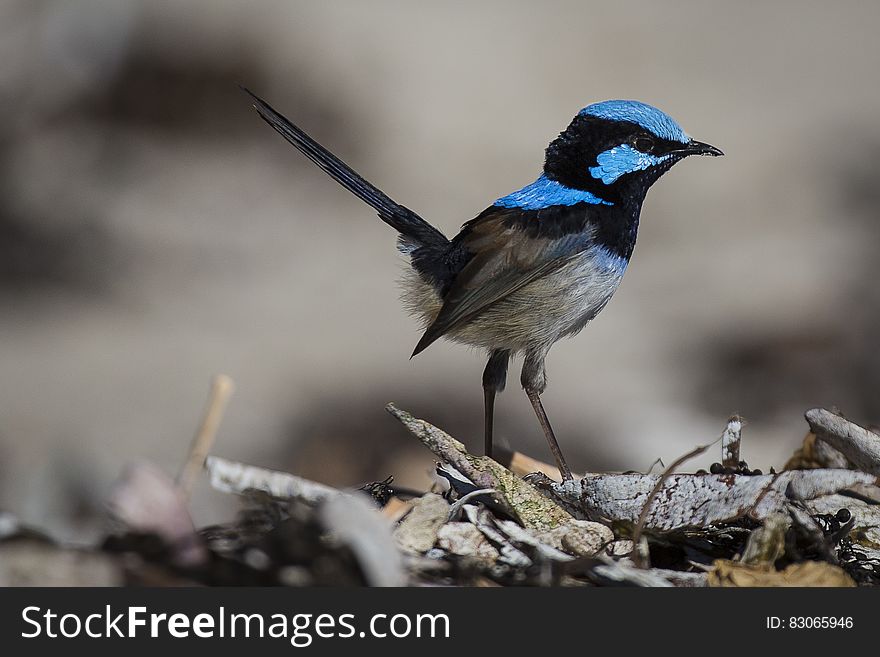 Blue and Black Feathered Small Bird Standing
