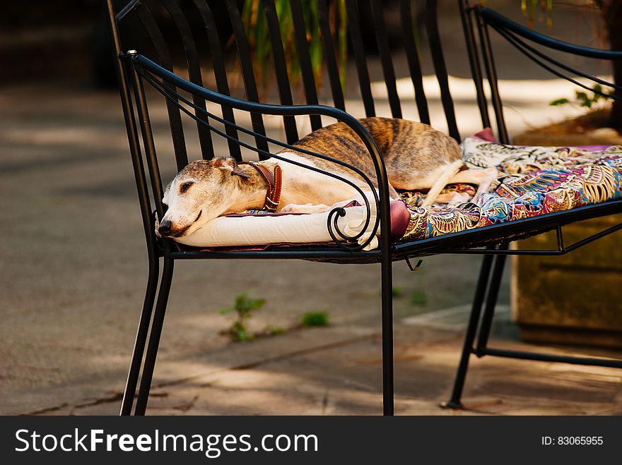 Photo Of A White Grey And Brown Short Coated Dog Laying On A Black Metal Frame Multi-colored Padded Armchair