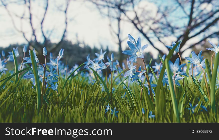 Blue And White Petaled Flower Under White And Blue Sky