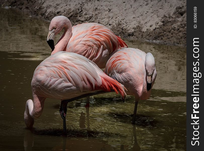 3 Flamingos Surrounded Of Water During Daytime