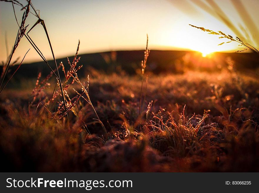 Grasses In Field At Sunset