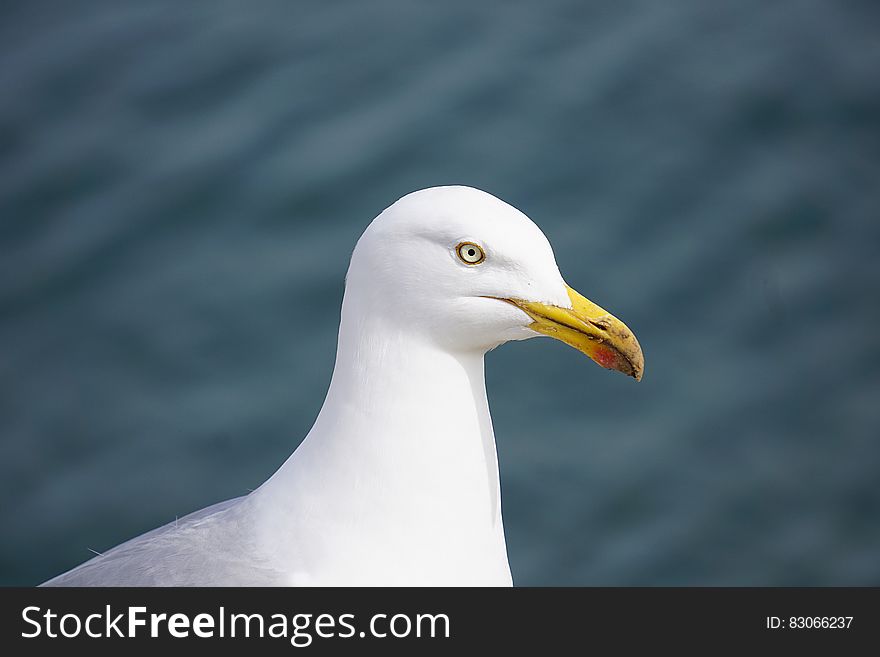 White and Gray Seagull