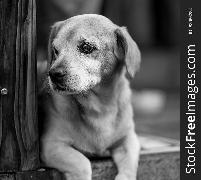 Profile portrait of puppy dog in black and white. Profile portrait of puppy dog in black and white.