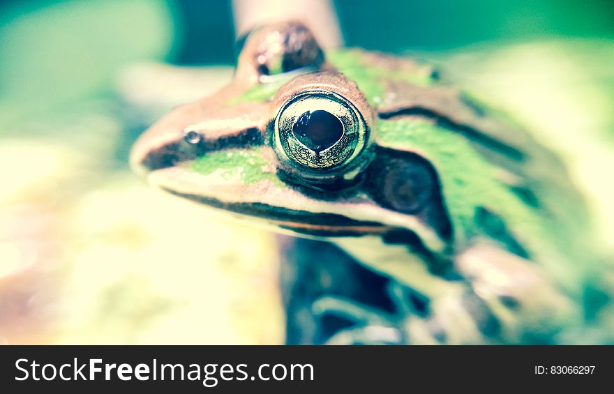 Green And Brown Frog