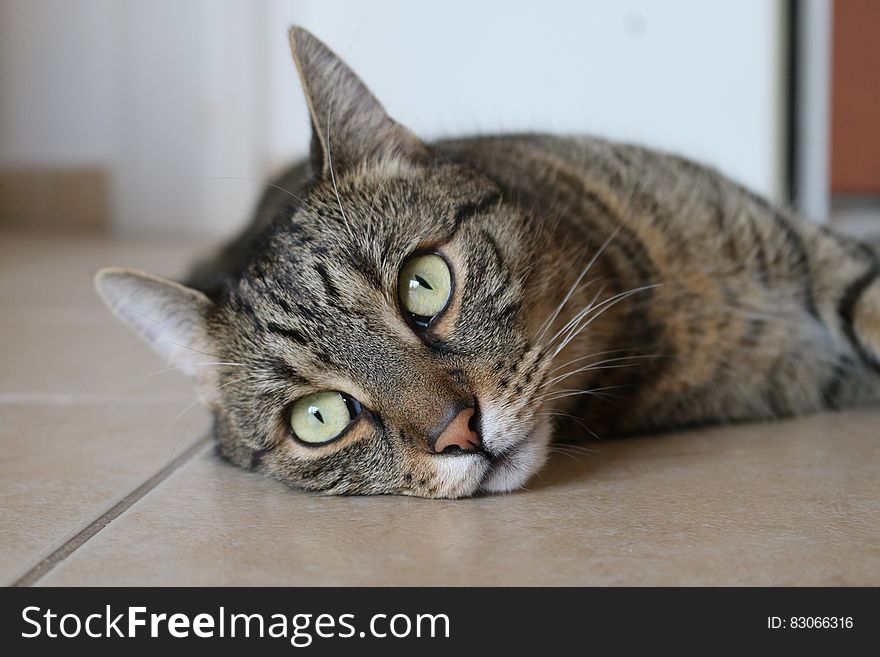 Brown Tabby Cat Lying on Brown Ceramic Tile Flooring
