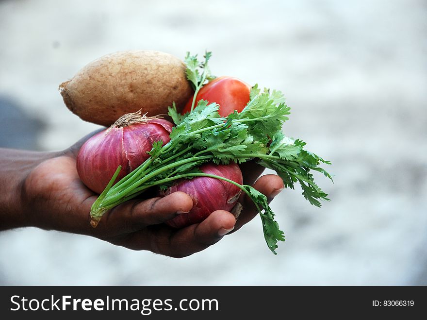Hand holding fresh vegetables and herbs. Hand holding fresh vegetables and herbs.