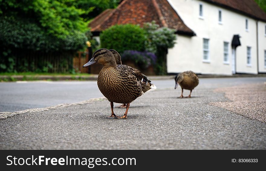 3 Brown Duck on a Grey Concrete Floor