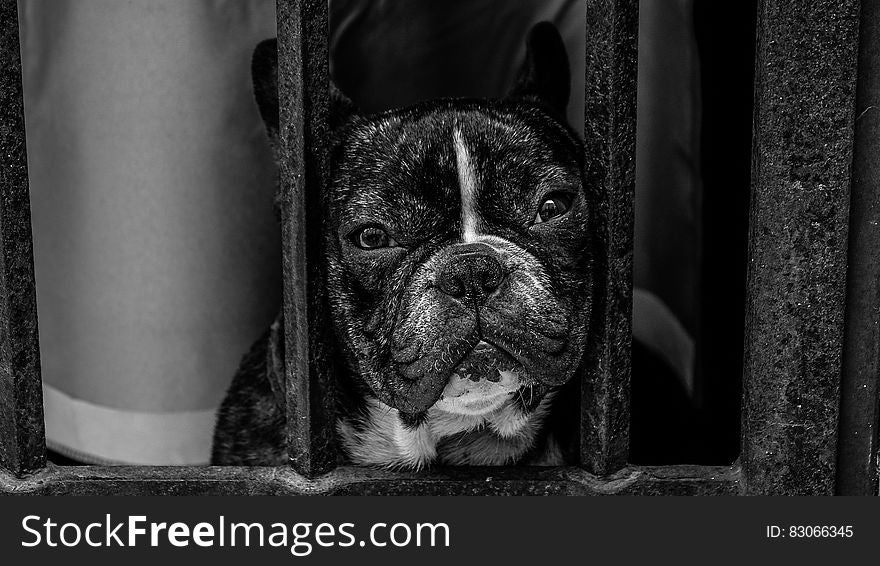 Black and White French Bulldog