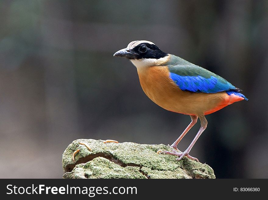 Orange Blue Green and White Bird on Rock