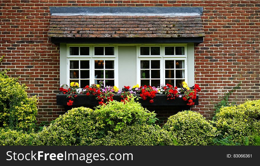 Red Yellow and Purple Flower on Window