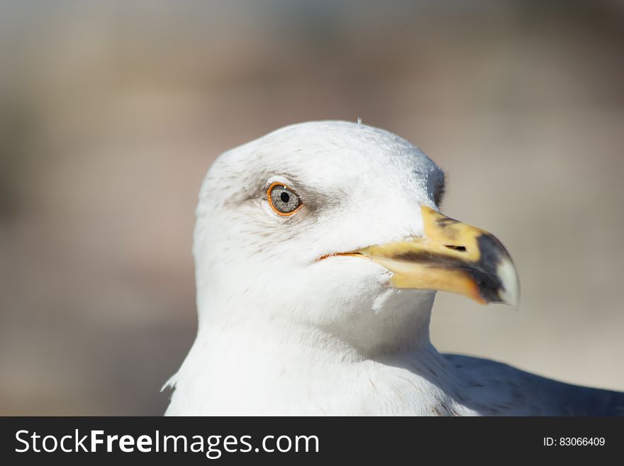 Sea Eagle Close Up Photography