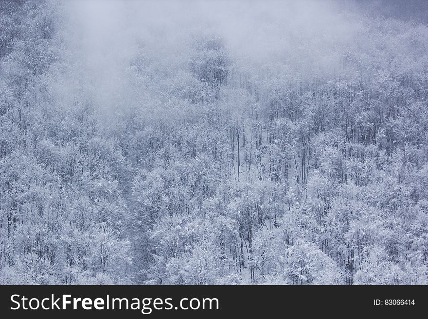 Frozen Trees during Daytime