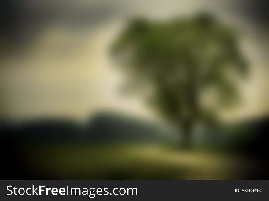 Blurred tree in countryside in daylight.