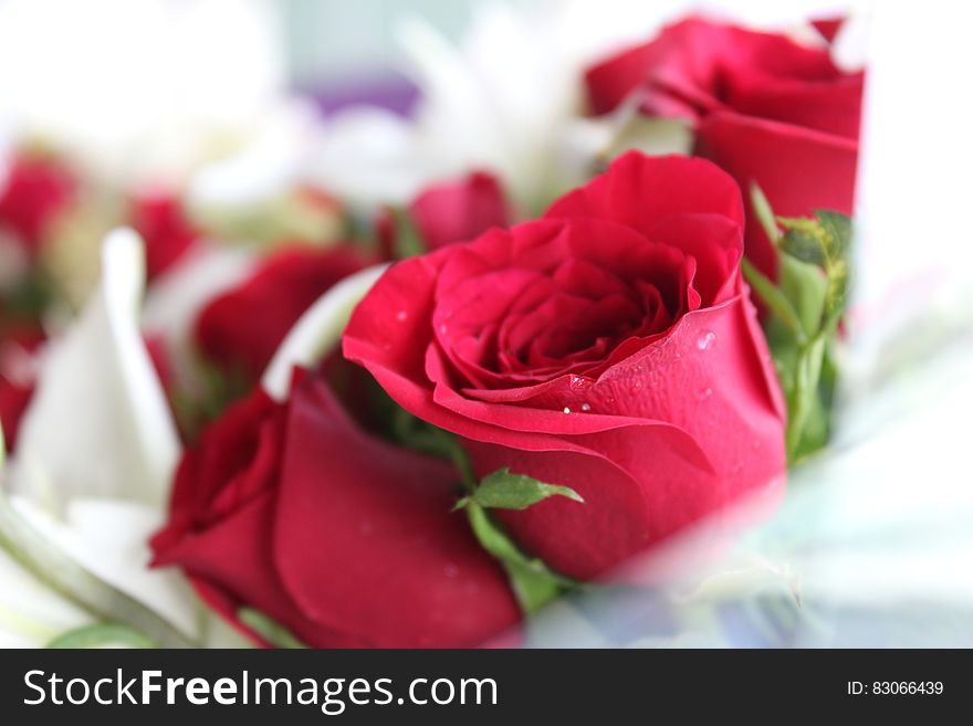 Bouquet of red rose buds. Bouquet of red rose buds.