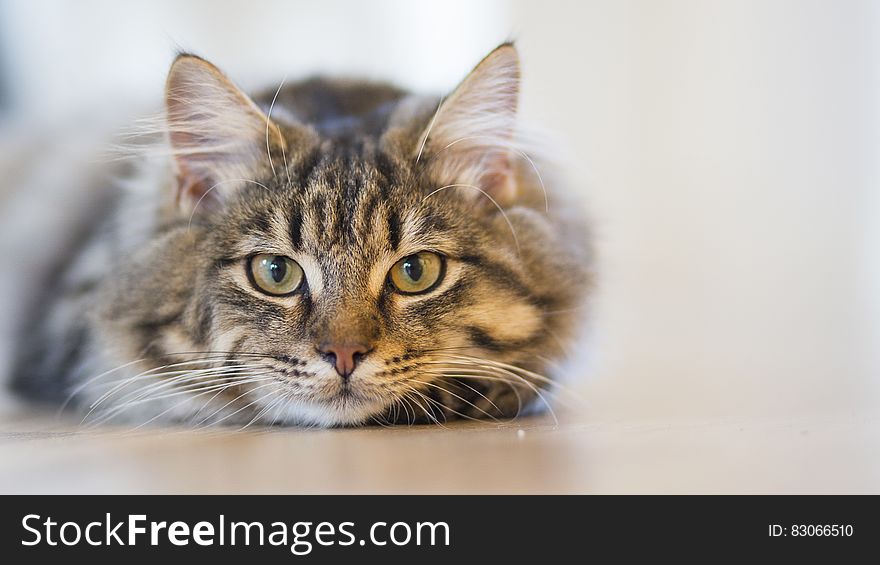 Silver Tabby Cat Lying on Brown Wooden Surface
