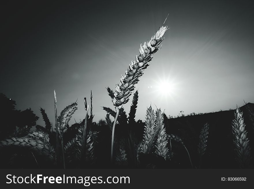 Gray-scale Landscape Photograph of Field of Wheat