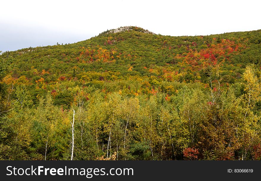 Hill with trees changing color in Autumn