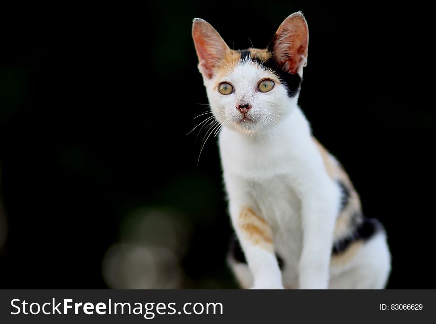 Portrait of intelligent looking cat with white chest and brown ears, dark background. Portrait of intelligent looking cat with white chest and brown ears, dark background.