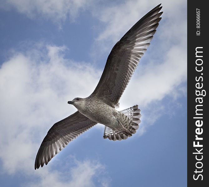 A close up of a seagull flying with widespread wings. A close up of a seagull flying with widespread wings.