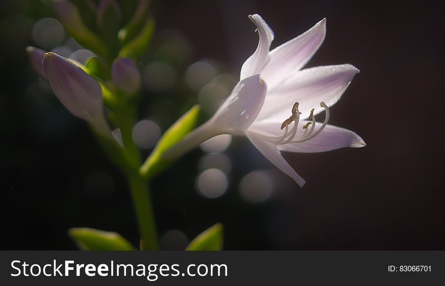 A close up of a pale violet white flower and a few buds in the background.