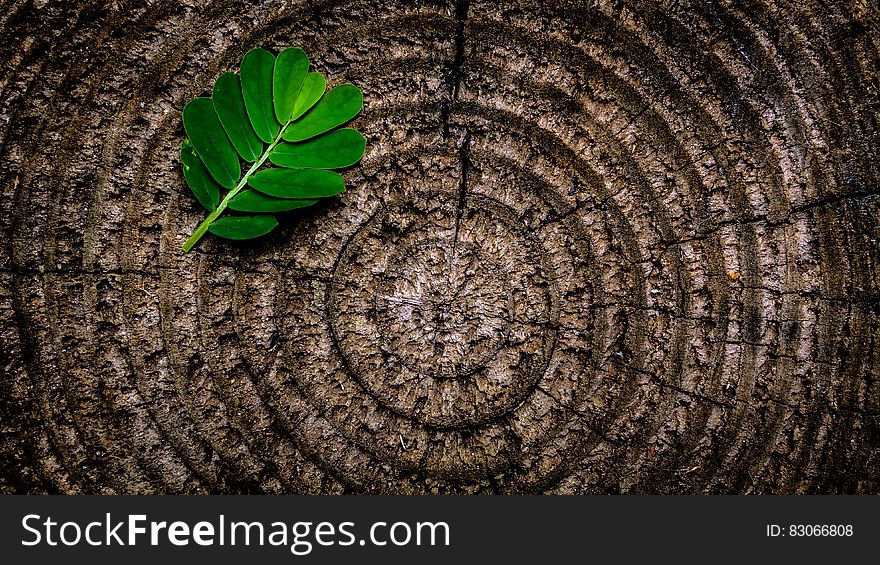 Green Leaf Plant On Brown Wooden Stump