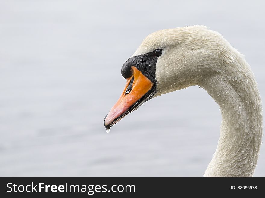 White Swan Drenched in Water