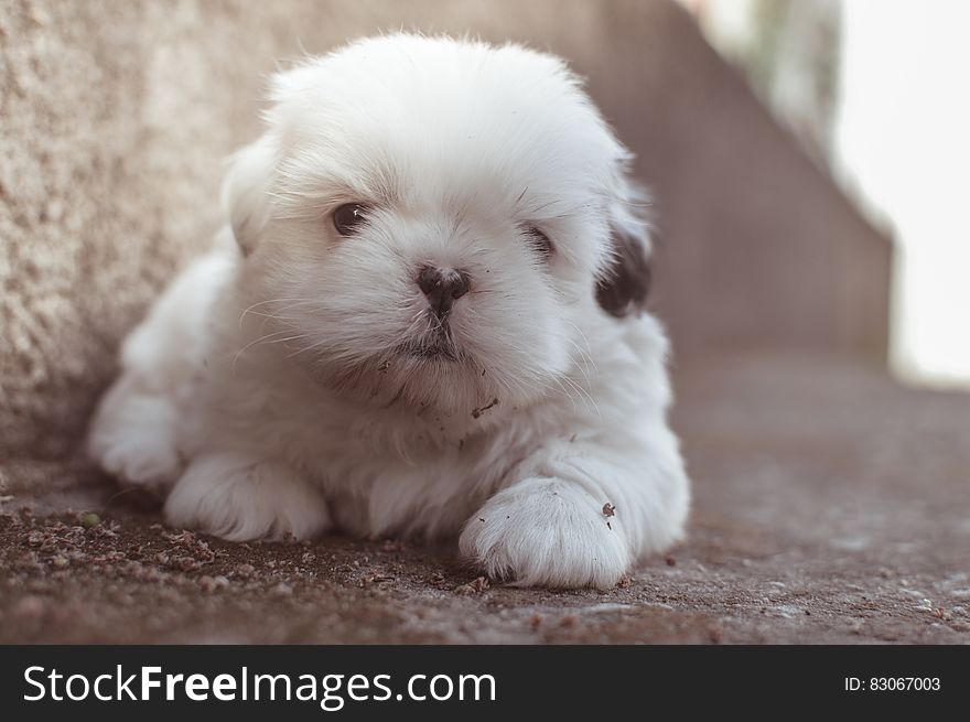 Closeup Photography of White Long Coated Puppy