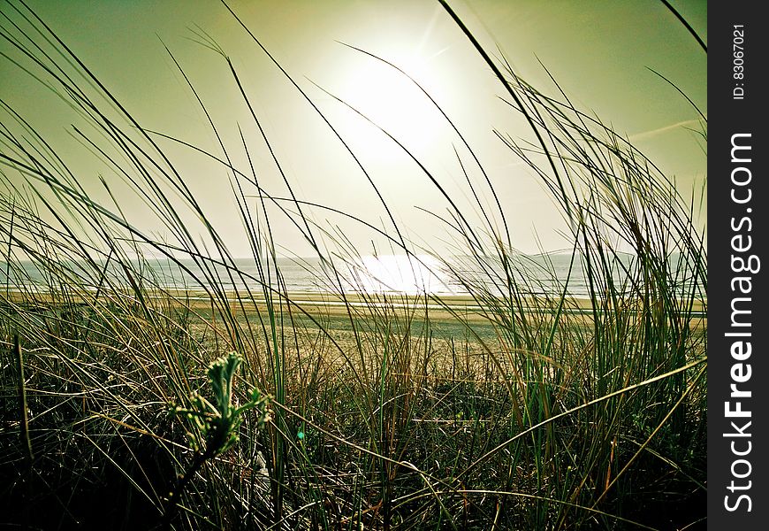 Green Grass Near Beach Under the Sun