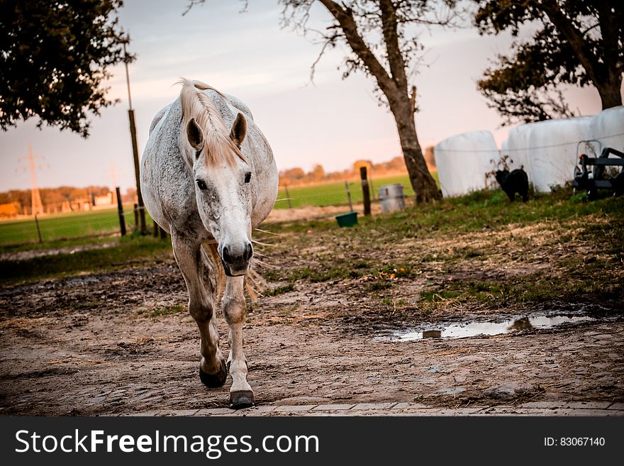 White and Brown Horse on Brown Mud