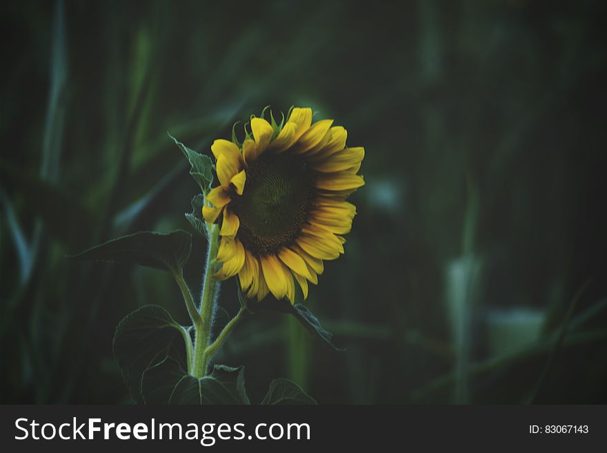 A closeup of a sunflower growing in a field. A closeup of a sunflower growing in a field.