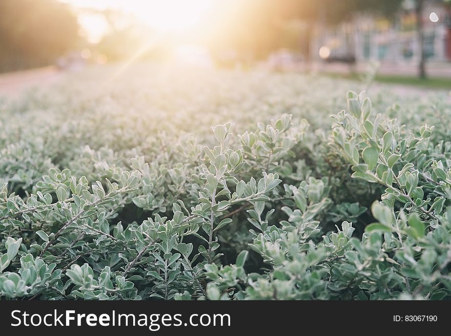 Green Plant During Daytime