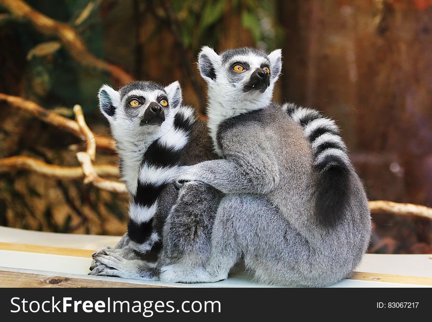 Lemurs on wooden planks outdoor looking up.