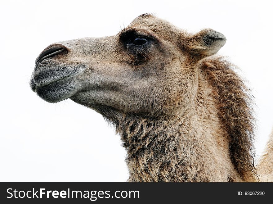 Close Up Photo of Camel
