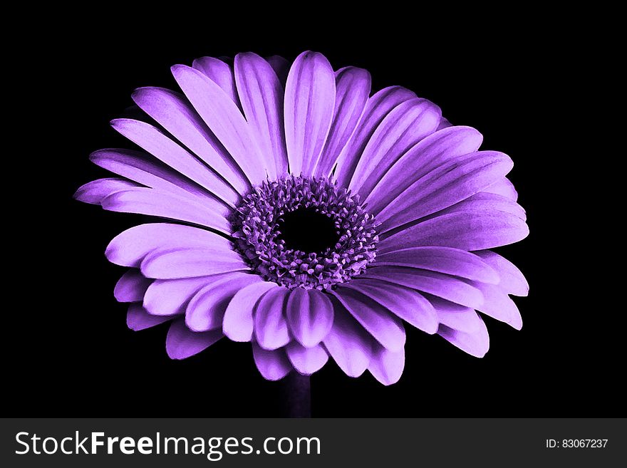 Close Up Photography of Purple Petaled Flower