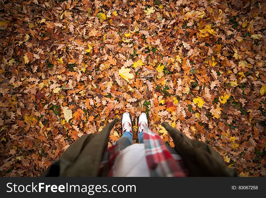 Person Standing on a Ground With Dry Leaves