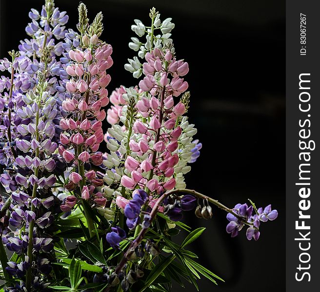 Purple Petaled Flower