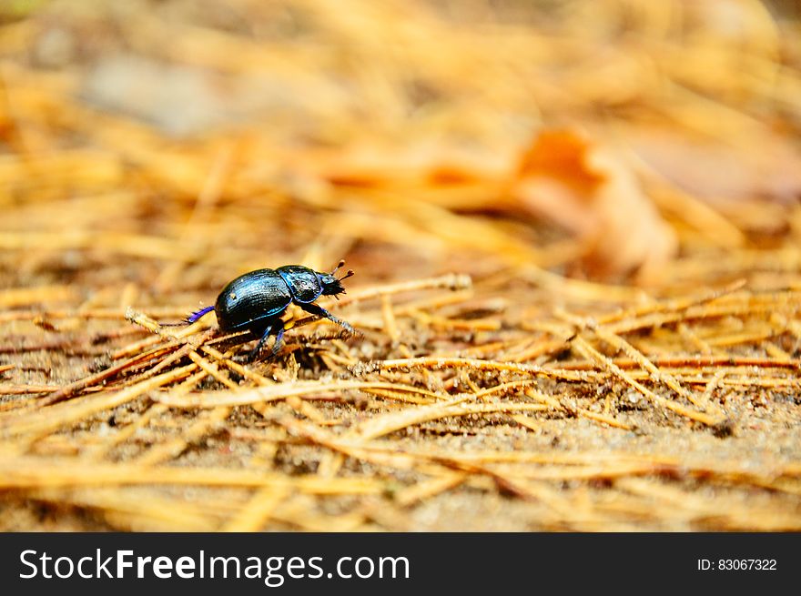 Black Bug Macro Photography