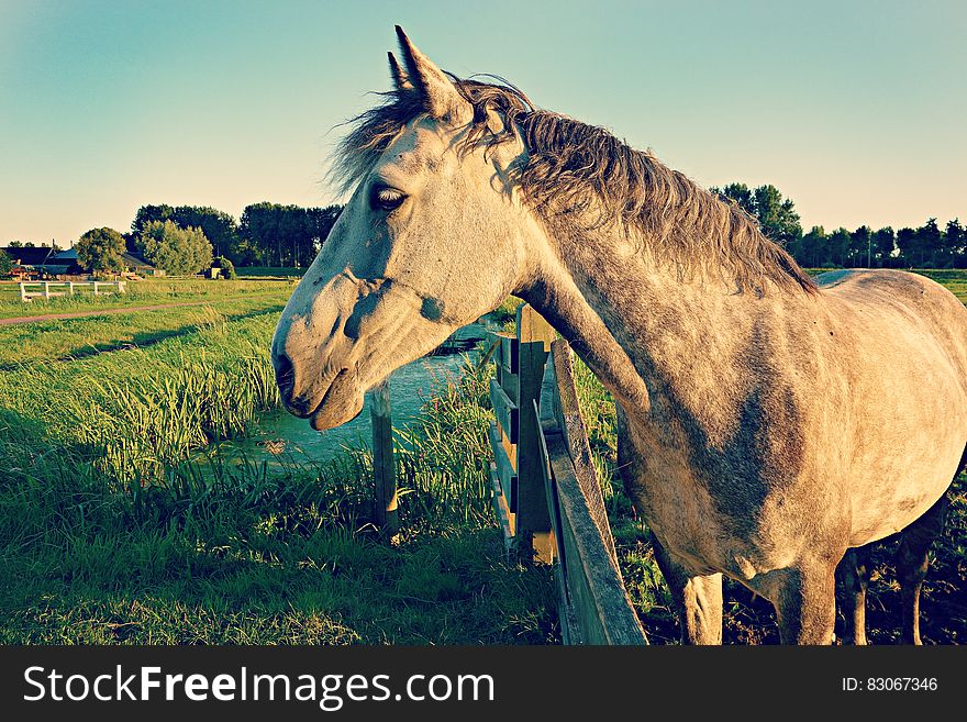 Portrait of adult horse standing next to wooden fence in green country pasture on sunny day. Portrait of adult horse standing next to wooden fence in green country pasture on sunny day.