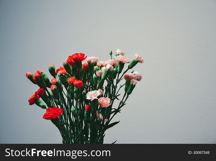 Bouquet of cut pink and red carnation flowers. Bouquet of cut pink and red carnation flowers.