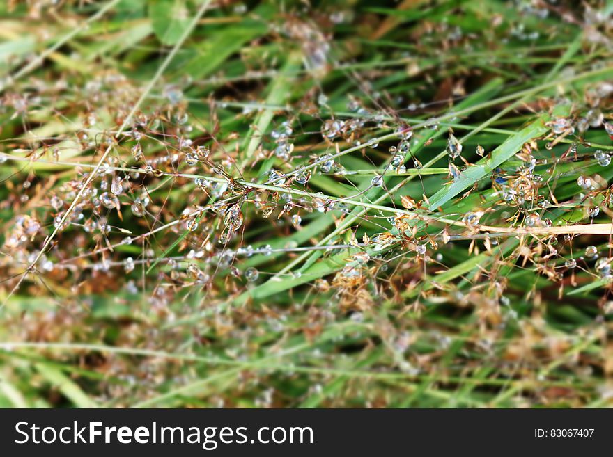 Closeup of drops of dew on green grass.