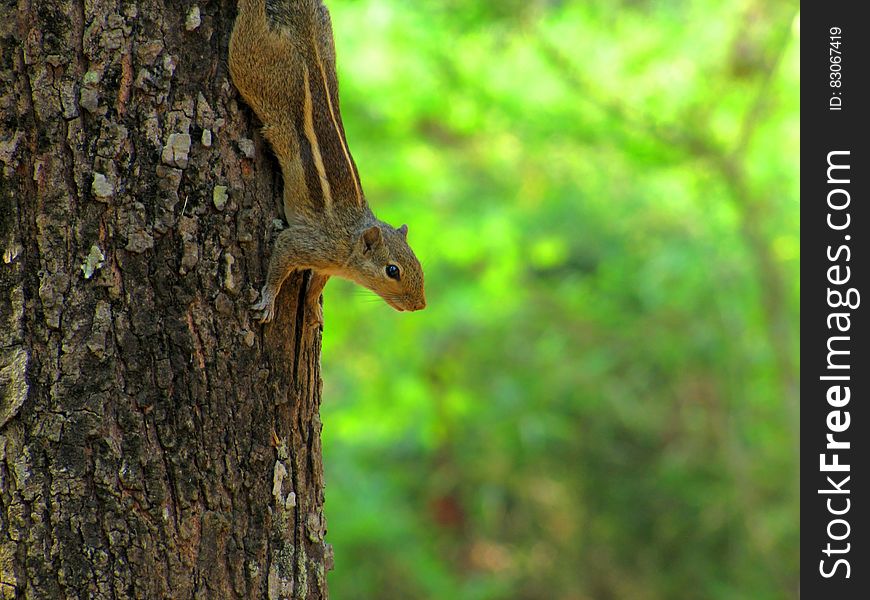 Chipmunk climbing down a tree with green nature background.