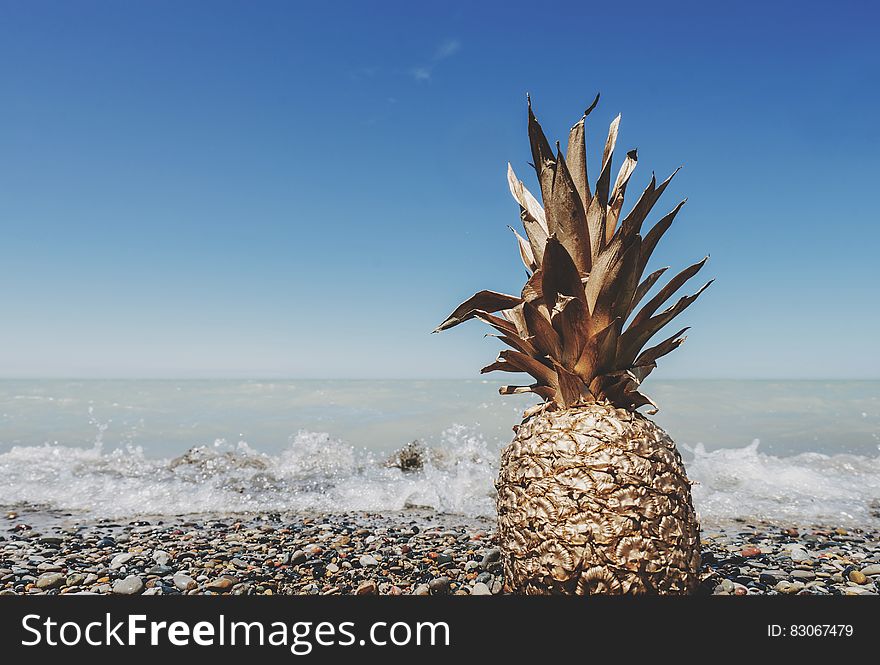 A pineapple fruit on the beach with blue skies. A pineapple fruit on the beach with blue skies.