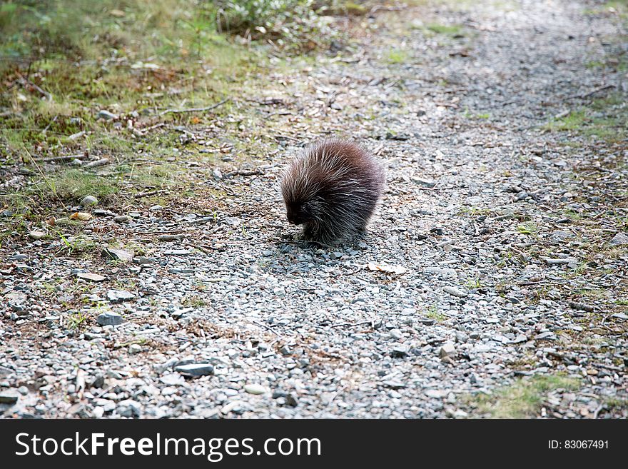 Brown Animal On Brown Rock Pathway