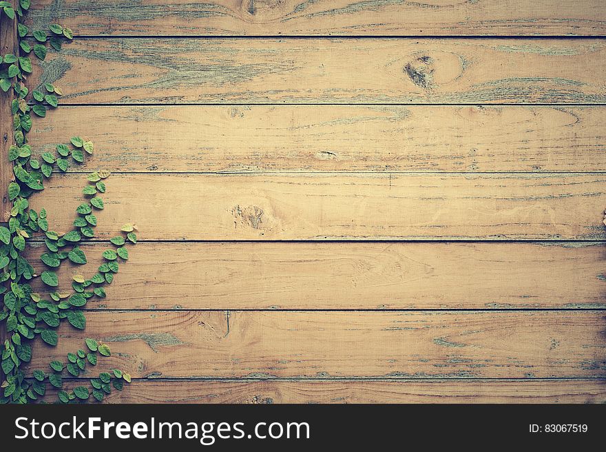 Abstract background created with wall of wooden shed or a bare fence and ivy creeping up on left hand side. Abstract background created with wall of wooden shed or a bare fence and ivy creeping up on left hand side.