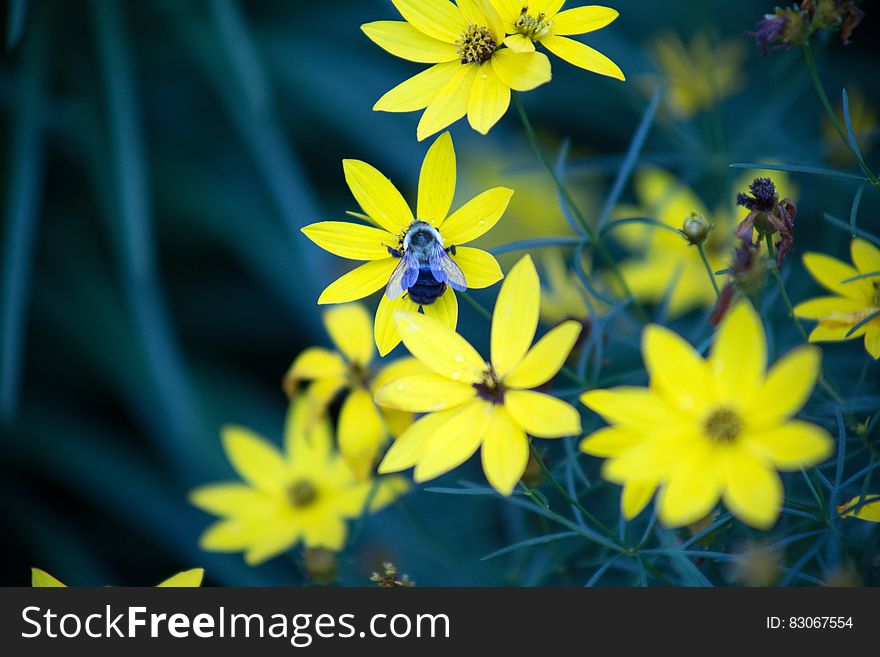 Yellow Petal Flowers