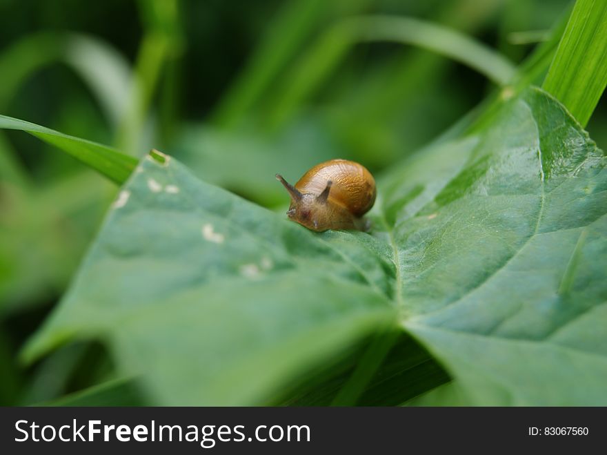 Snail On Leaf