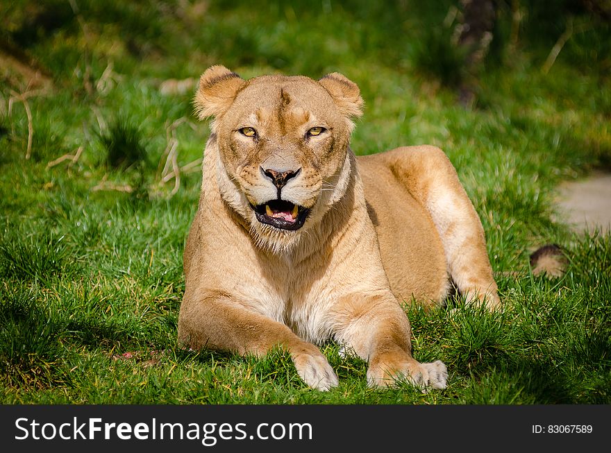 Lion Lying on Grass during Daytime