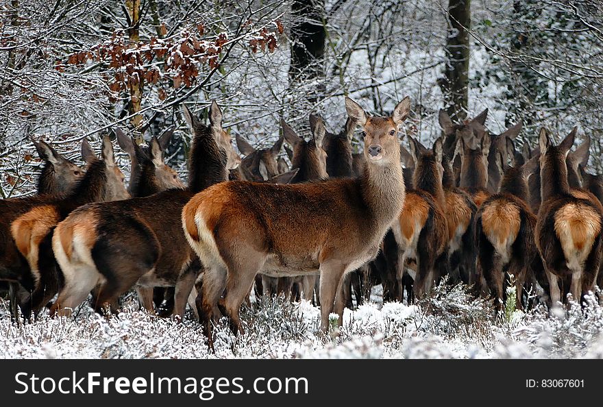 Herd of deer standing close together under trees for shelter in freezing cold Winter weather. Herd of deer standing close together under trees for shelter in freezing cold Winter weather.