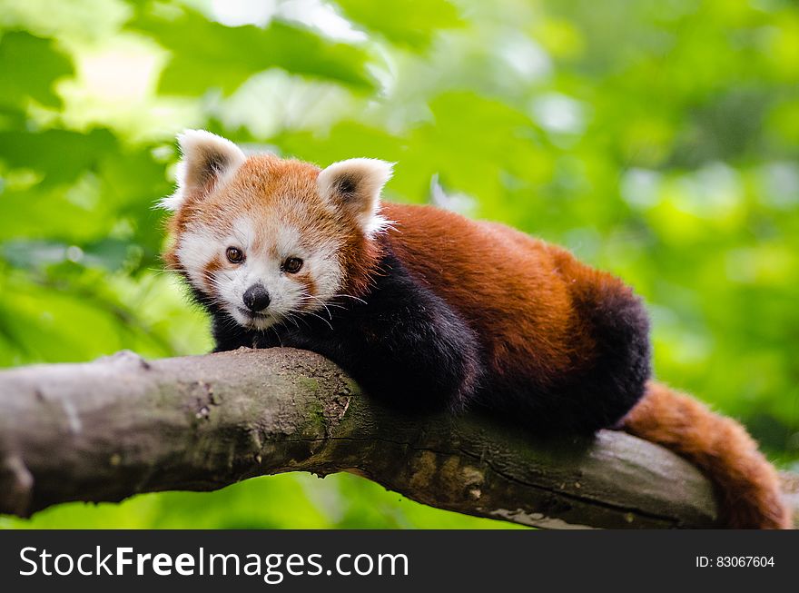Red Panda on Brown Tree Trunk